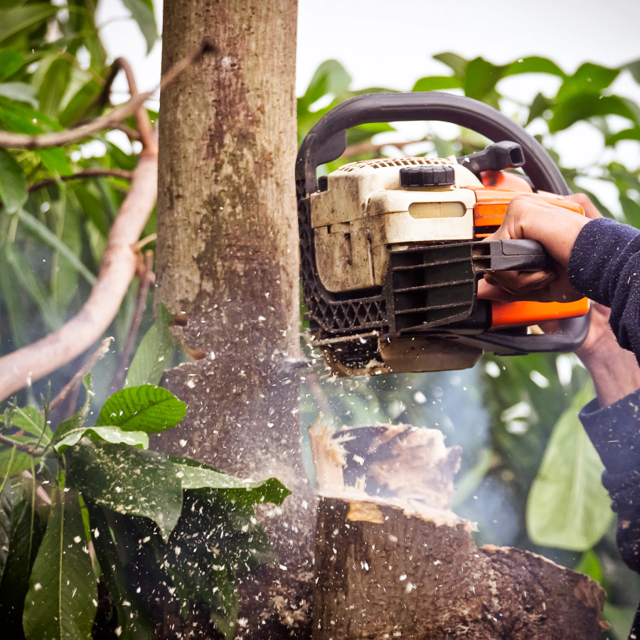 tree removal waterloo al