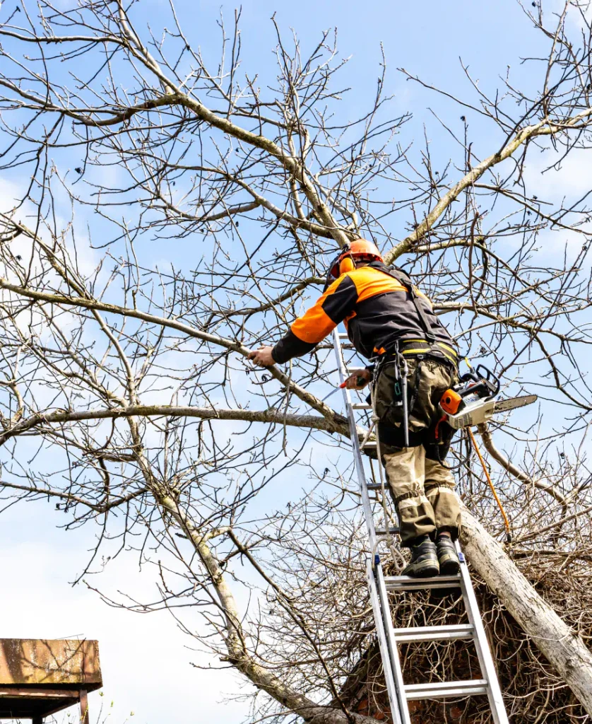 tree services waterloo al